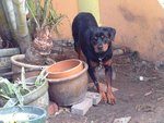           Boy - Rottweiler Dog