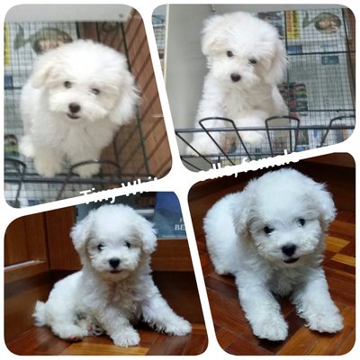 100% Healthy Tiny &amp; Toy Poodle - Poodle Dog