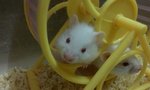 2 Syrian Hamster、free Small Cages  - Syrian / Golden Hamster Hamster