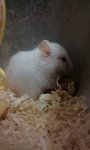 2 Syrian Hamster、free Small Cages  - Syrian / Golden Hamster Hamster