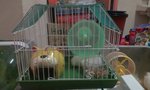 2 Syrian Hamster、free Small Cages  - Syrian / Golden Hamster Hamster