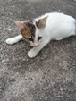 Whitey &amp; Stripey - Manx + British Shorthair Cat