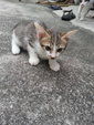 Whitey &amp; Stripey - Manx + British Shorthair Cat