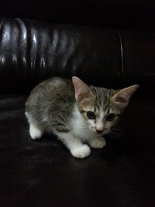 Whitey &amp; Stripey - Manx + British Shorthair Cat