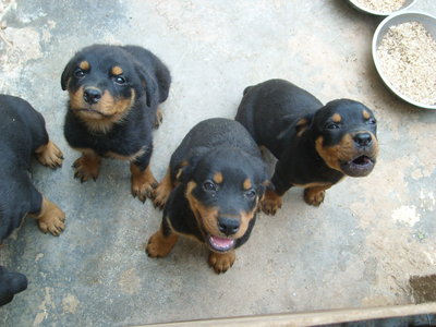 Pure Rottweiler Puppy  - Rottweiler Dog