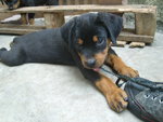 Pure Rottweiler Puppy  - Rottweiler Dog