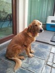 Luvi - Golden Retriever Dog