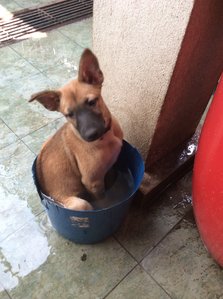 Ginger - Mixed Breed Dog