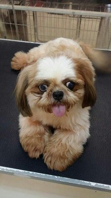 St - Shih Tzu Dog