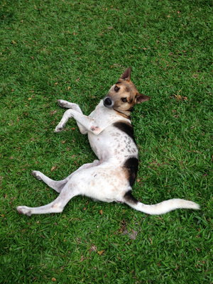 Elvis - German Shepherd Dog + Dalmatian Dog