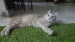 Shiro Zs - American Curl + Domestic Long Hair Cat