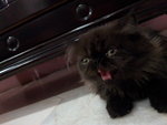 Sylvercrest Isaac Of Sugarcrush - Persian Cat