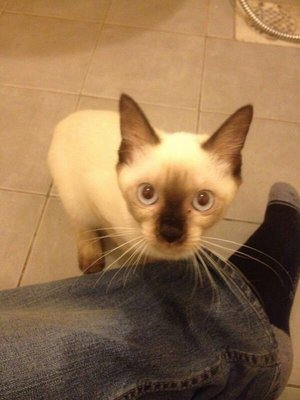 Gloria - Siamese Cat