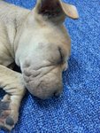 Chou Chou - Shar Pei Dog