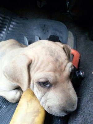 Chou Chou - Shar Pei Dog