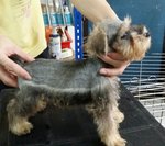 PF58767 - Schnauzer Dog