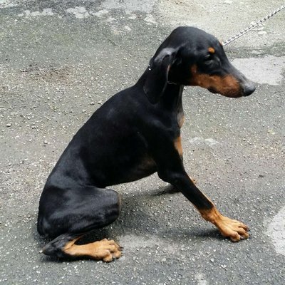 PF58769 - Doberman Pinscher Dog