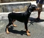 PF58769 - Doberman Pinscher Dog