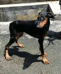 PF58769 - Doberman Pinscher Dog