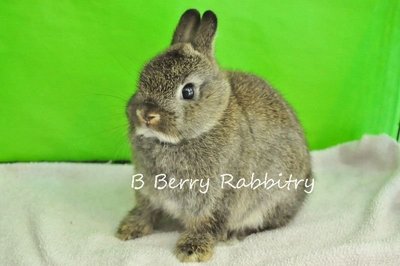 Netherland Dwarf - Chestnut 137 - Netherland Dwarf Rabbit