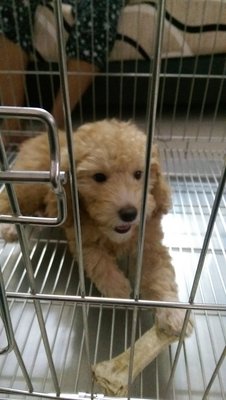 Junior - Poodle Dog