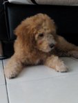 Junior - Poodle Dog