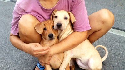 Brownie &amp; Dd - Mixed Breed Dog