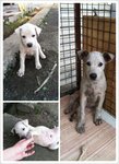 This white puppy is still looking for a home. The other 2 have been adopted except him.