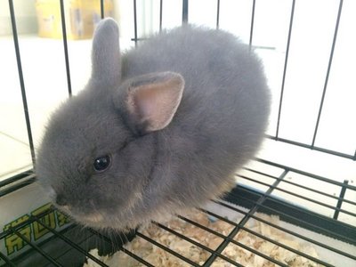 Netherlands Dwart-blue Otter - Netherland Dwarf Rabbit