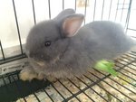 Netherlands Dwart-blue Otter - Netherland Dwarf Rabbit