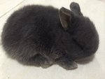 Netherlands Dwart-blue Otter - Netherland Dwarf Rabbit