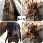 Teddy is a boy 