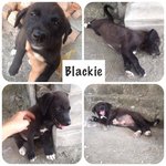 Blackie is a boy 