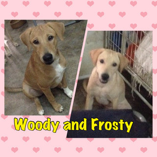  Frosty And Woody - Mixed Breed Dog