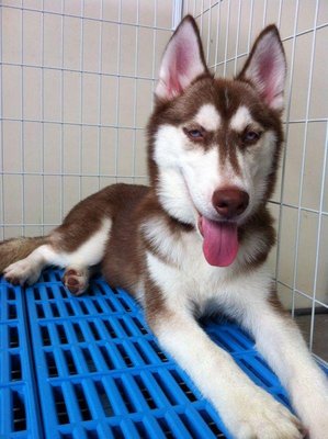 -no Name - Siberian Husky Dog