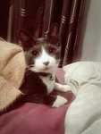 Didi A.k.a Budi  - Domestic Short Hair + Tuxedo Cat