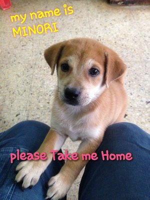 Minori - Mixed Breed Dog