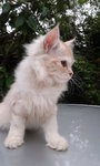 Loola - Maine Coon Cat