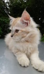 Loola - Maine Coon Cat