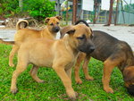 Tnb Puppy - Mixed Breed Dog