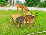 Tnb Puppy - Mixed Breed Dog