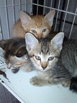 Belang, Oren &amp; Tompok - Domestic Short Hair Cat