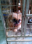 PF58830 - Pekingese Dog