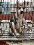 Grey And White Siberian Husky Mka - Siberian Husky Dog