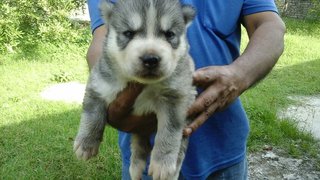 Grey And White Siberian Husky Mka - Siberian Husky Dog