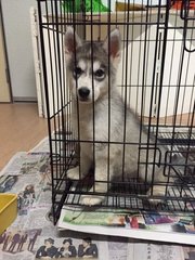 Grey And White Siberian Husky Mka - Siberian Husky Dog