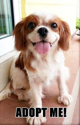 Isabelle - Cavalier King Charles Spaniel Dog