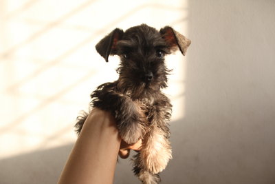 Mka Salt/pepper Miniature Schnauzer - Schnauzer Dog