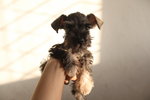 Mka Salt/pepper Miniature Schnauzer - Schnauzer Dog