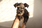 Mka Salt/pepper Miniature Schnauzer - Schnauzer Dog